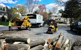 How Our Tree Care Process Works  in  Fort Clark Springs, TX